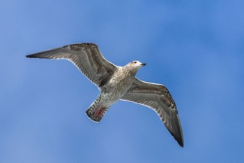 カモメ ふなばし三番瀬海浜公園 2023年11月22日(水)