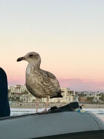 アメリカオオセグロカモメ Santa monica,california,U.S.A 2017年2月22日(水)