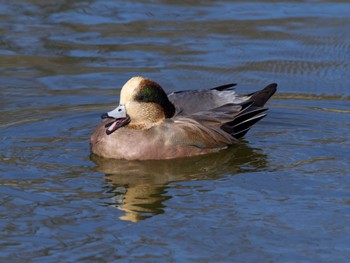 American Wigeon 乙戸沼公園 Thu, 11/30/2023