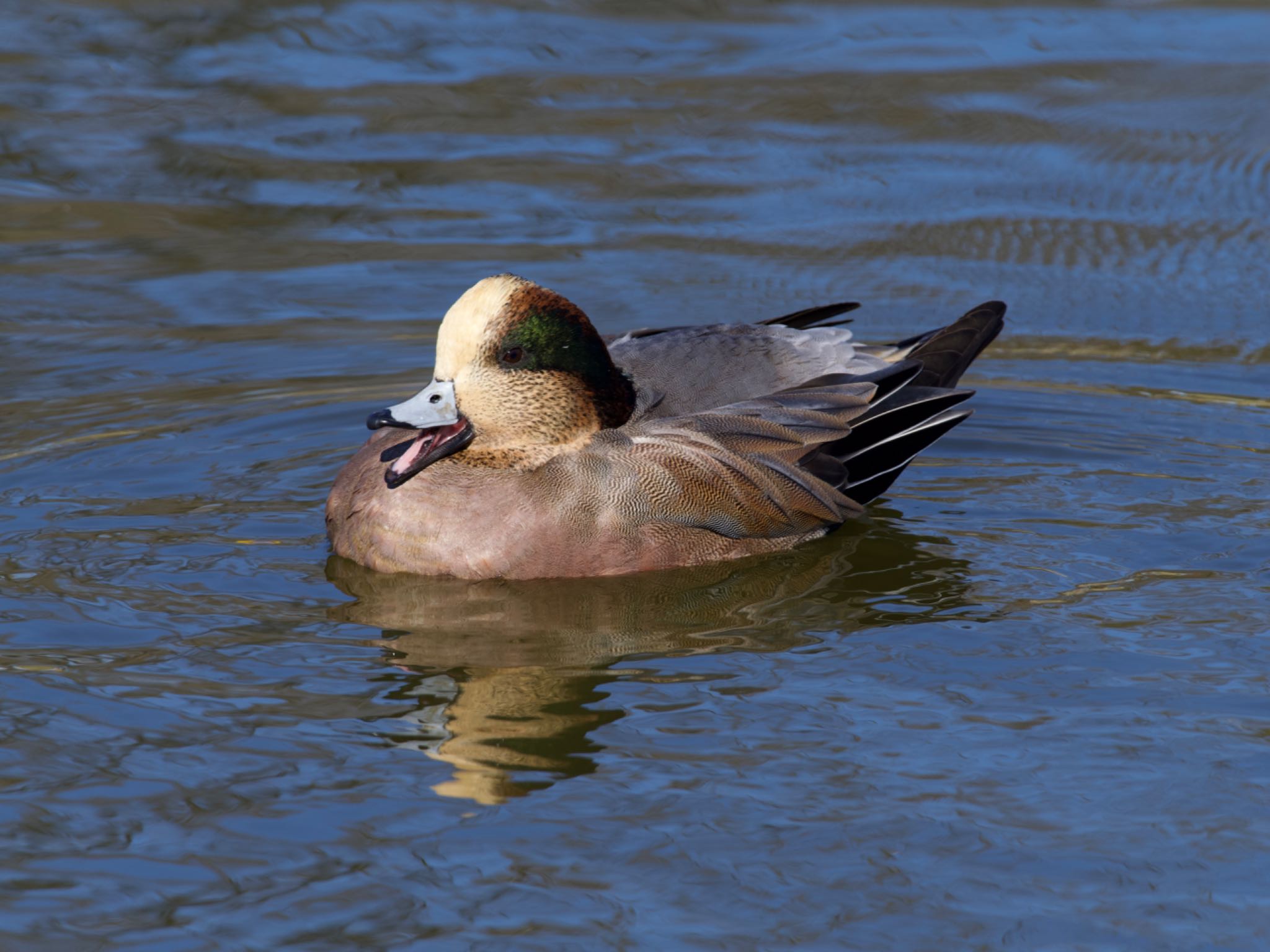 Photo of American Wigeon at 乙戸沼公園 by スキーヤー