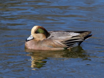 American Wigeon 乙戸沼公園 Thu, 11/30/2023