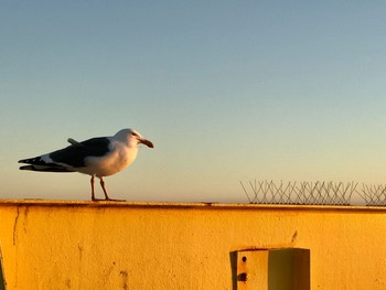 アメリカオオセグロカモメ  Santa monica,california,U.S.A 2017年2月22日(水)