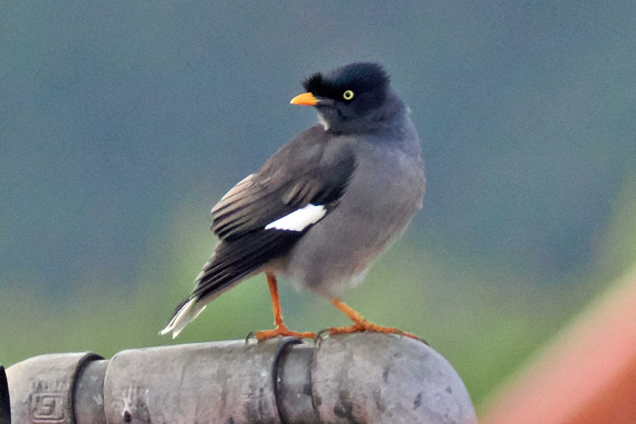 Photo of Jungle Myna at ネパール by 藤原奏冥