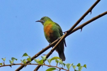 Orange-bellied Leafbird ネパール Fri, 11/24/2023