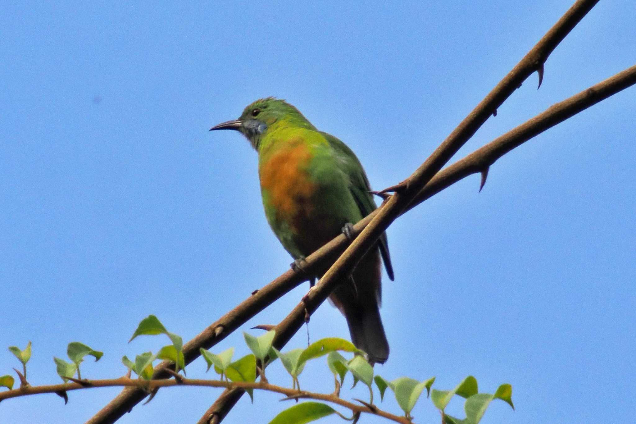 Photo of Orange-bellied Leafbird at ネパール by 藤原奏冥