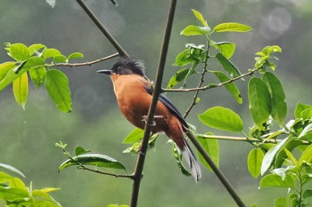 Rufous Sibia