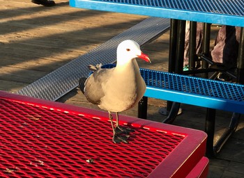 オグロカモメ  Santa monica,california,U.S.A 2017年2月22日(水)