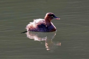 カイツブリ 東京港野鳥公園 2023年11月29日(水)