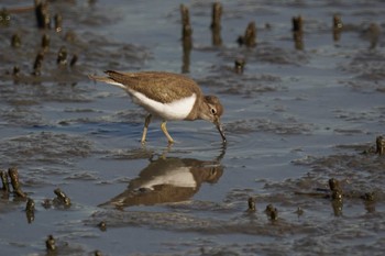 イソシギ 東京港野鳥公園 2023年11月29日(水)