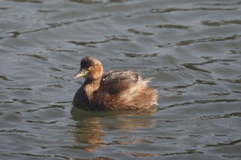 カイツブリ 東京港野鳥公園 2023年11月29日(水)