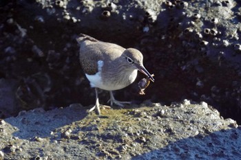 イソシギ 東京港野鳥公園 2023年11月29日(水)