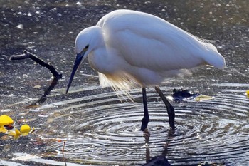 コサギ 東京港野鳥公園 2023年11月29日(水)