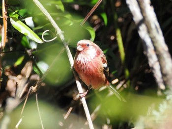 Siberian Long-tailed Rosefinch Hayatogawa Forest Road Thu, 11/30/2023