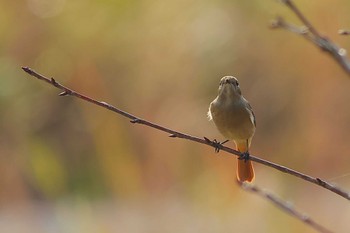 Daurian Redstart 愛知県 Fri, 11/24/2023