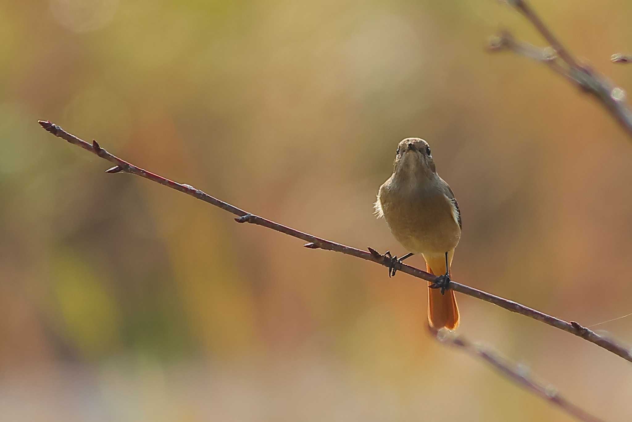 愛知県 ジョウビタキの写真 by ma-★kun