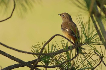 ジョウビタキ 愛知県 2023年11月24日(金)