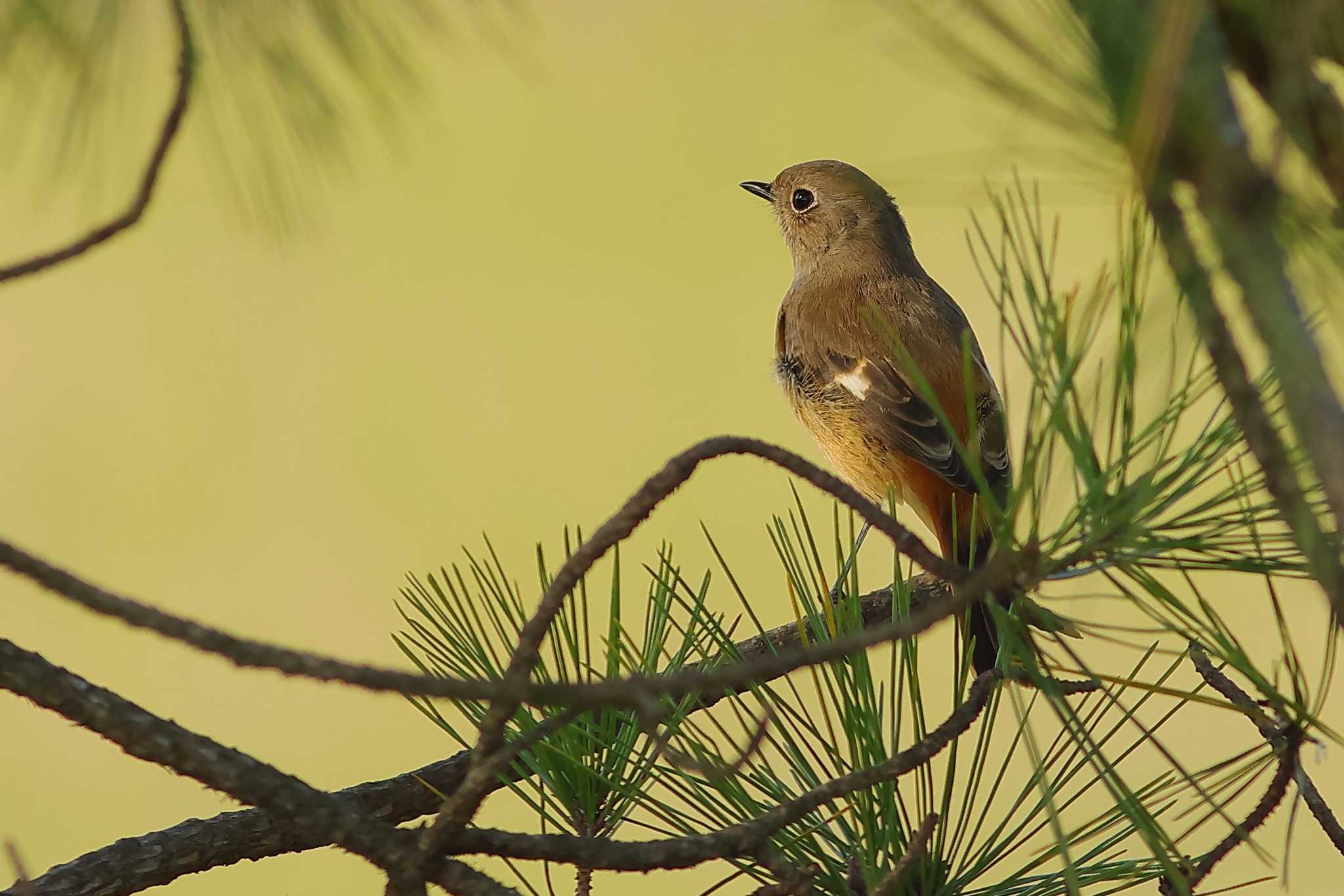 愛知県 ジョウビタキの写真 by ma-★kun