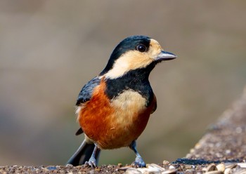 Varied Tit 衣笠山公園 Mon, 11/27/2023