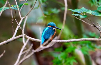 Common Kingfisher 衣笠山公園 Mon, 11/27/2023