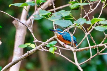 Common Kingfisher 衣笠山公園 Mon, 11/27/2023