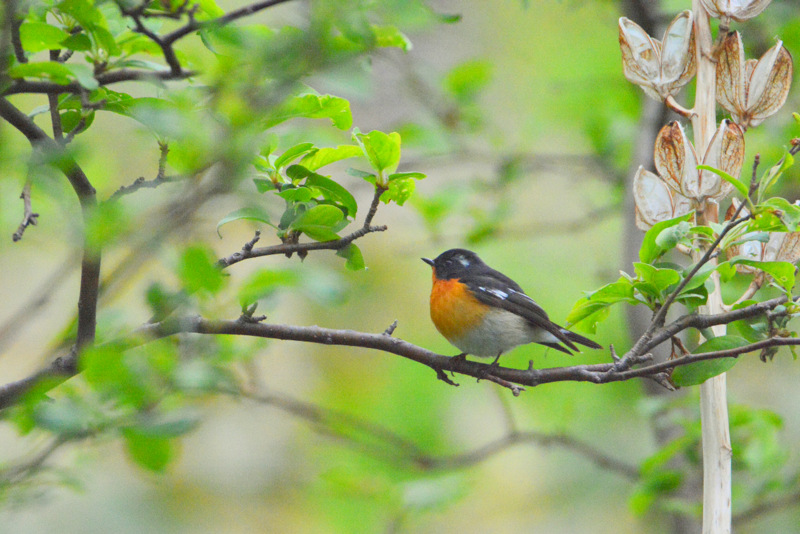 Mugimaki Flycatcher