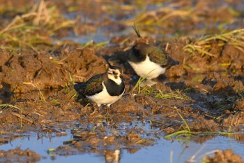 Northern Lapwing 河北潟 Mon, 11/27/2023