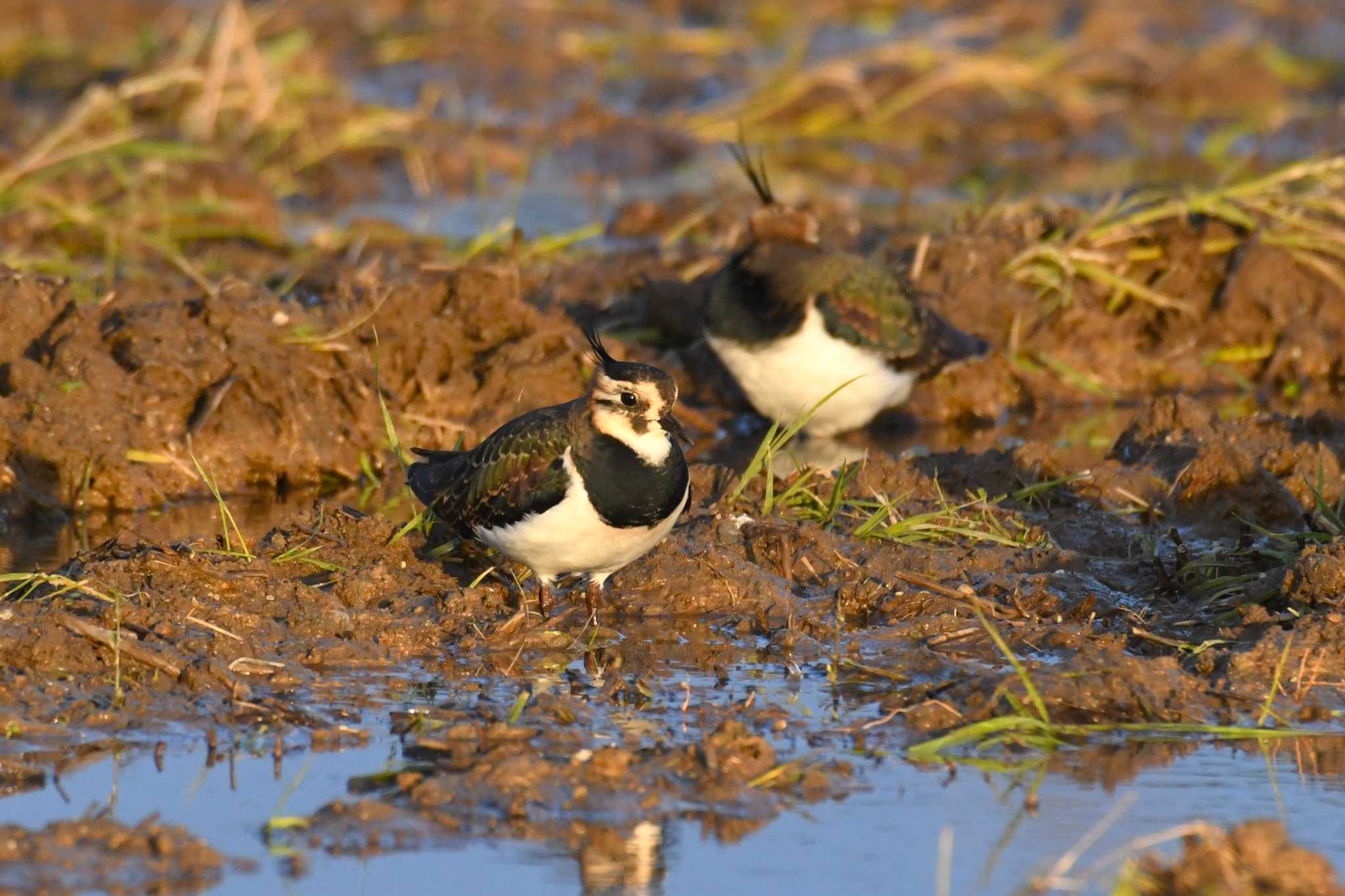 Northern Lapwing