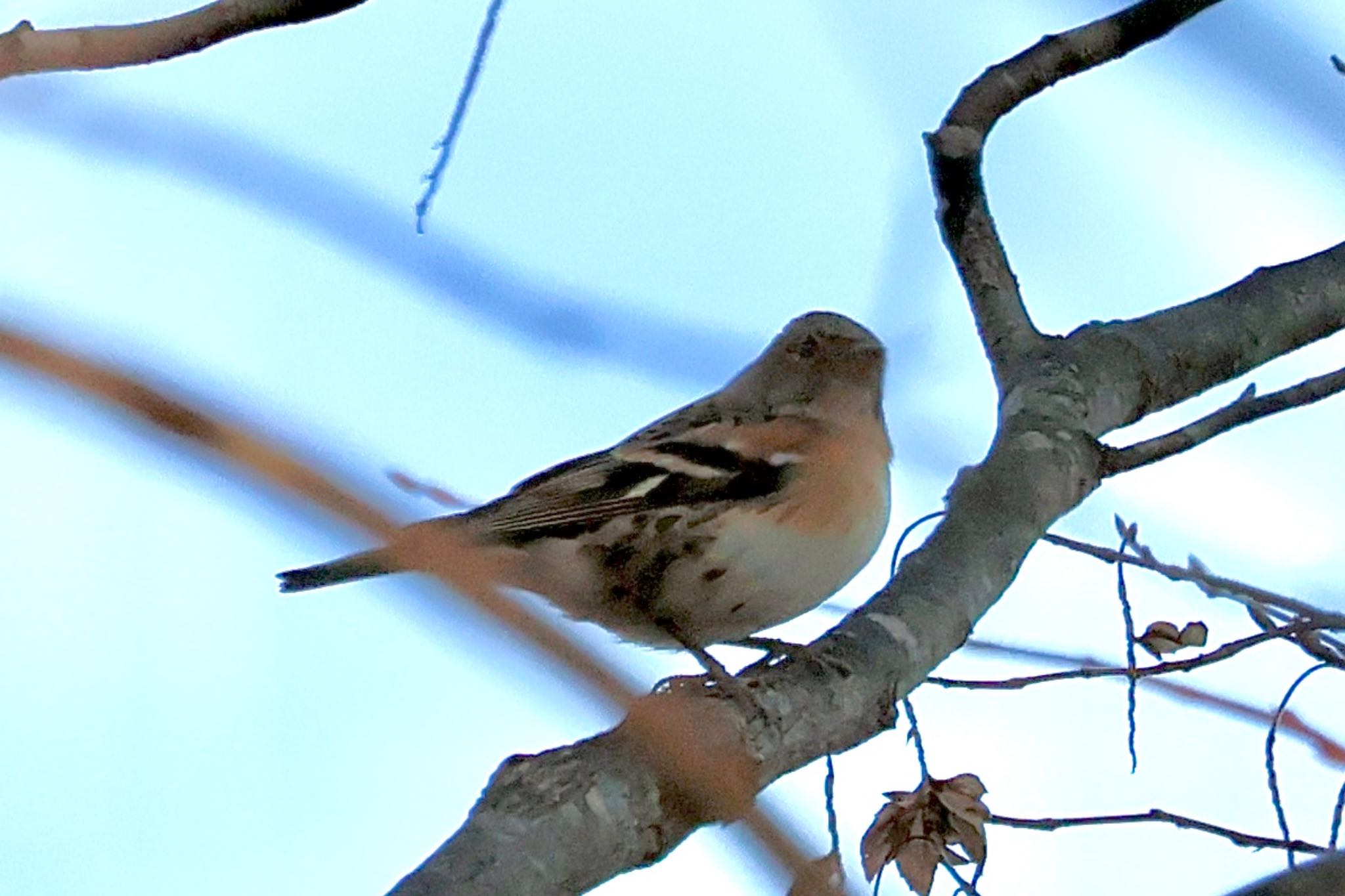 Brambling