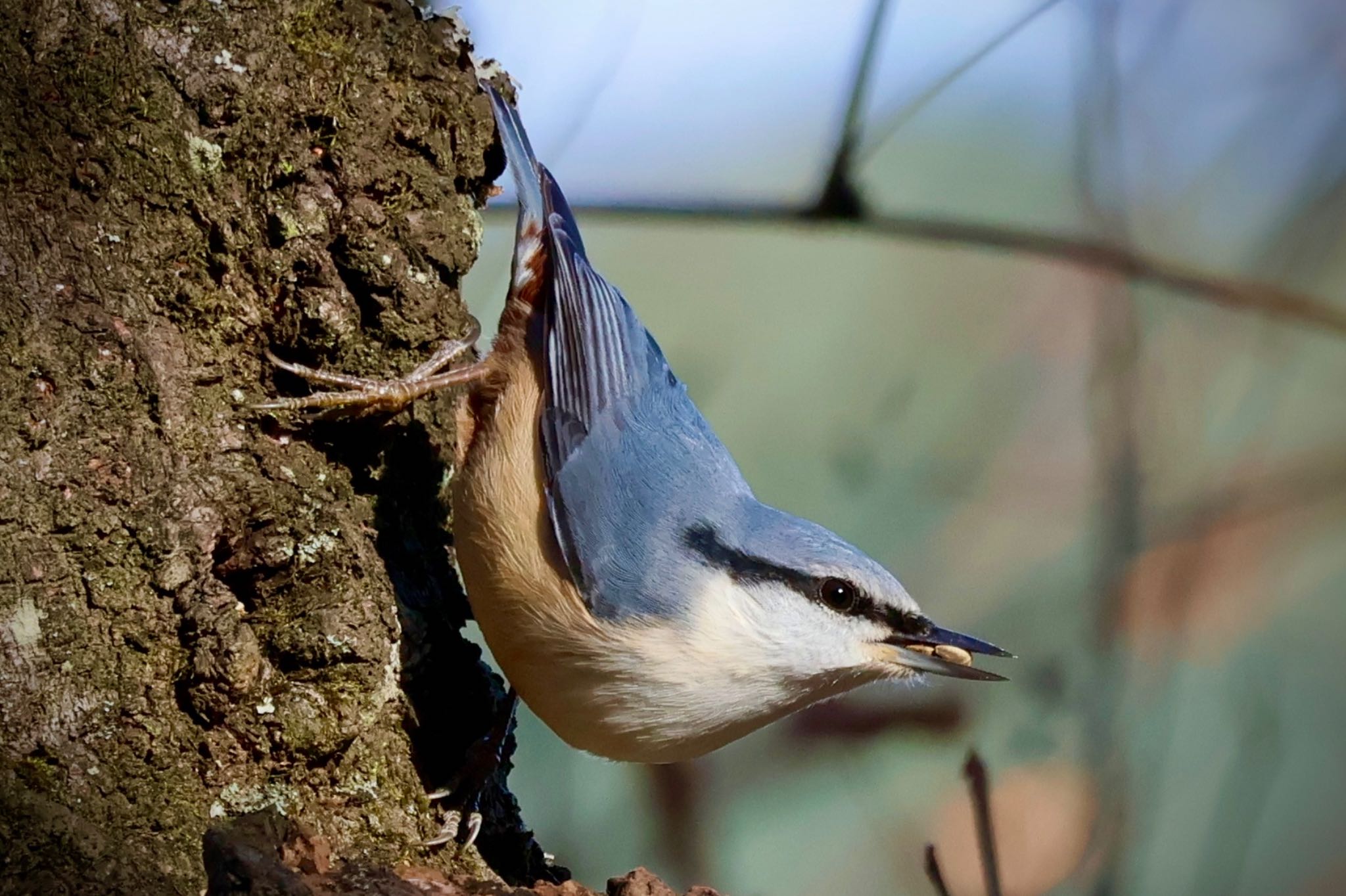 Eurasian Nuthatch