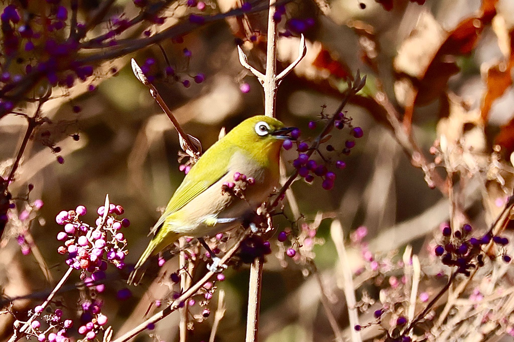 Warbling White-eye