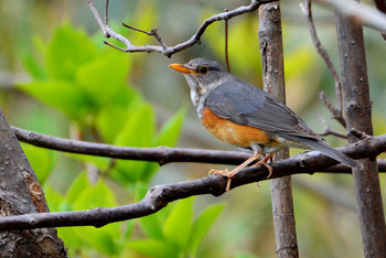 Grey-backed Thrush 北海道 Unknown Date