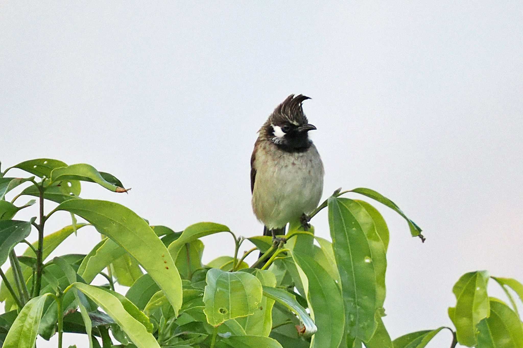 Photo of Himalayan Bulbul at ネパール by 藤原奏冥