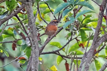 Rufous-breasted Accentor