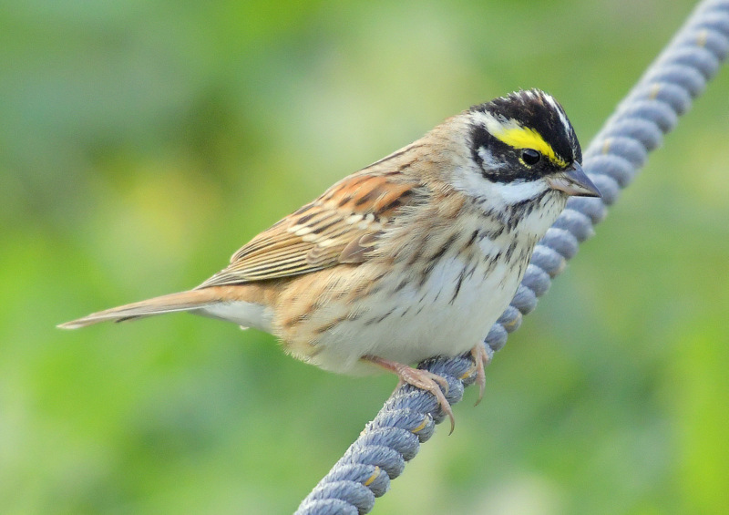 Yellow-browed Bunting