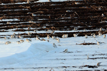 Snow Bunting 北海道 Unknown Date