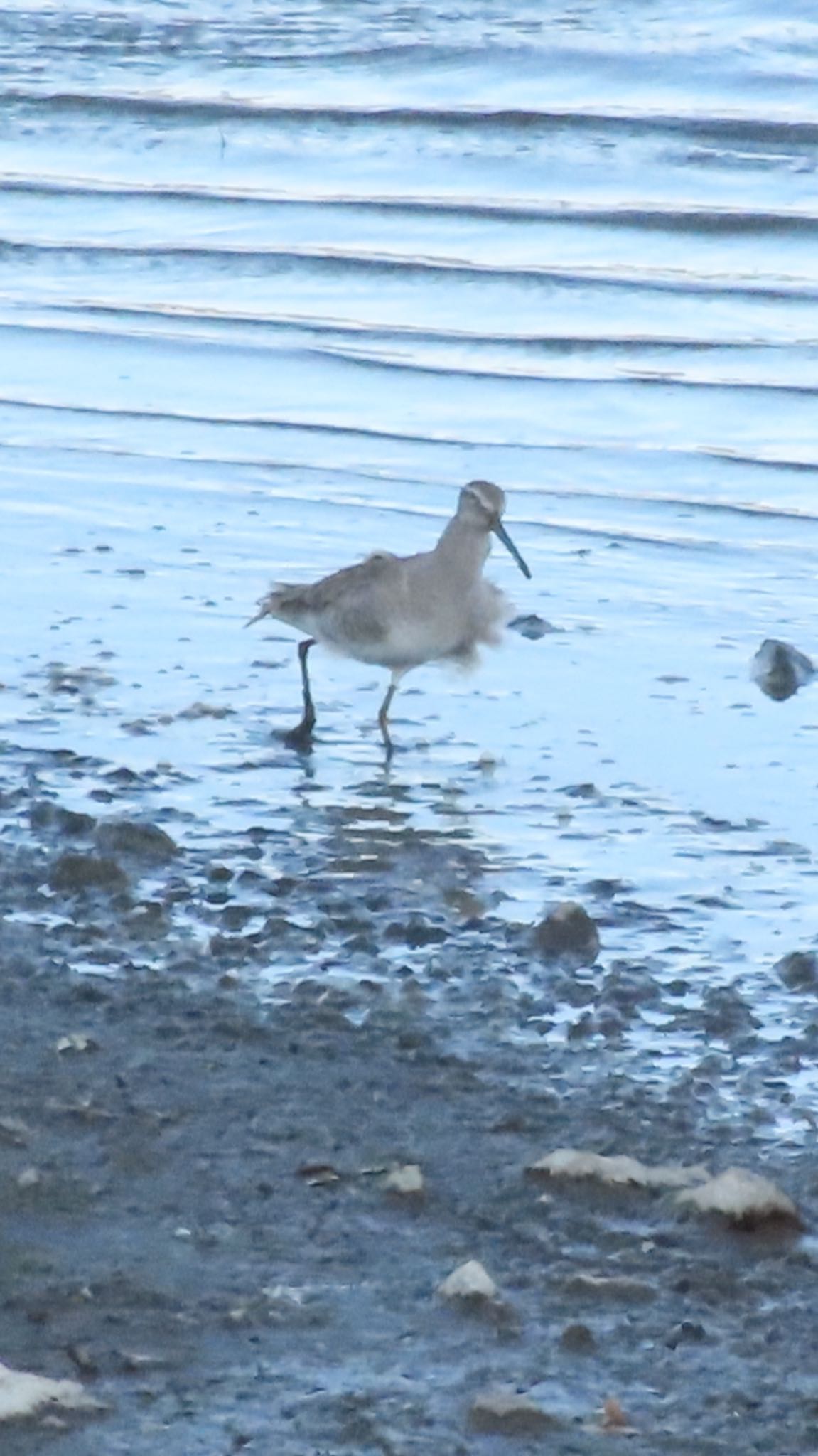 Photo of Long-billed Dowitcher at Isanuma by takapom