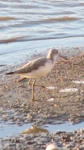 Common Greenshank Isanuma Thu, 11/30/2023