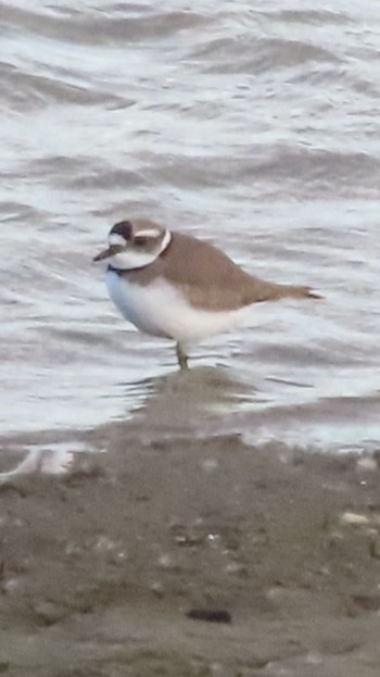 Long-billed Plover Isanuma Thu, 11/30/2023