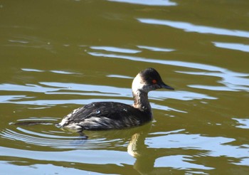 2023年11月30日(木) 水元公園の野鳥観察記録