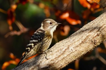 コゲラ ロクハ公園(滋賀県草津市) 2023年11月30日(木)