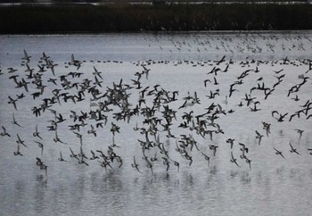 トモエガモ 米子水鳥公園 2023年11月25日(土)