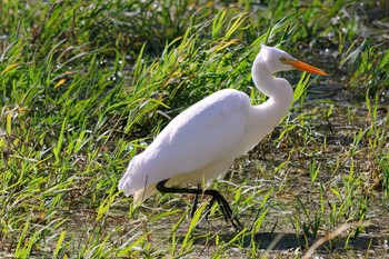 Great Egret(modesta)  麻機遊水地 Thu, 11/30/2023