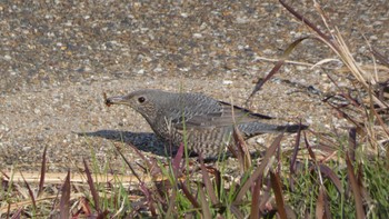 2023年11月29日(水) 平城宮跡の野鳥観察記録