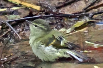 Buff-barred Warbler