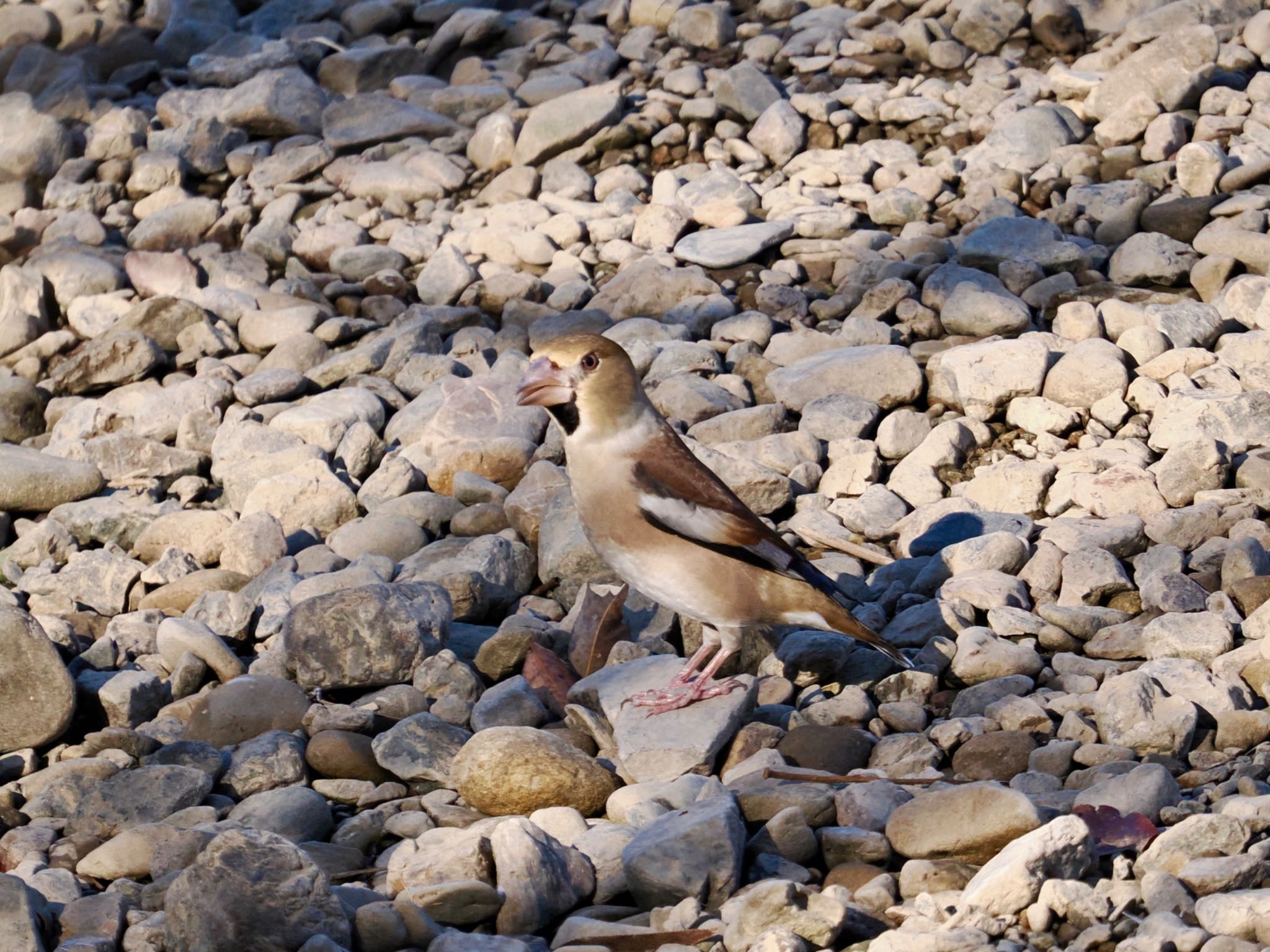 Hawfinch