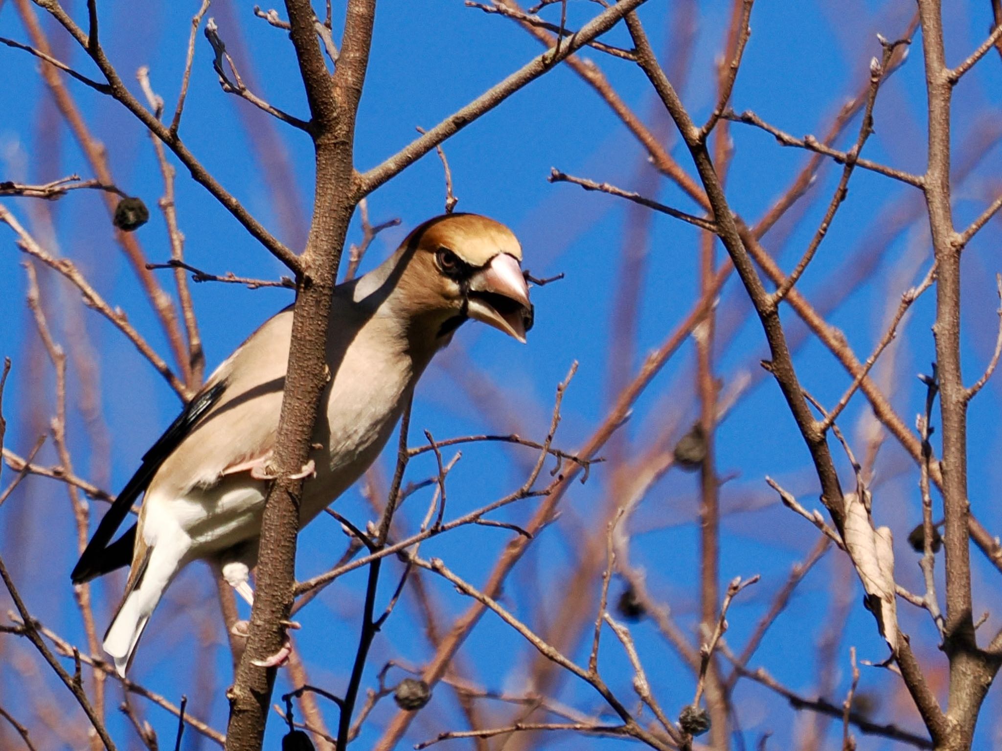 Hawfinch