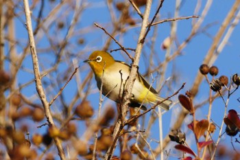 Warbling White-eye 東京都 Fri, 11/24/2023