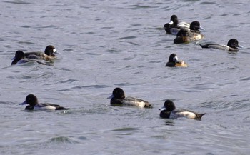 スズガモ 湖山池(鳥取市) 2023年11月25日(土)