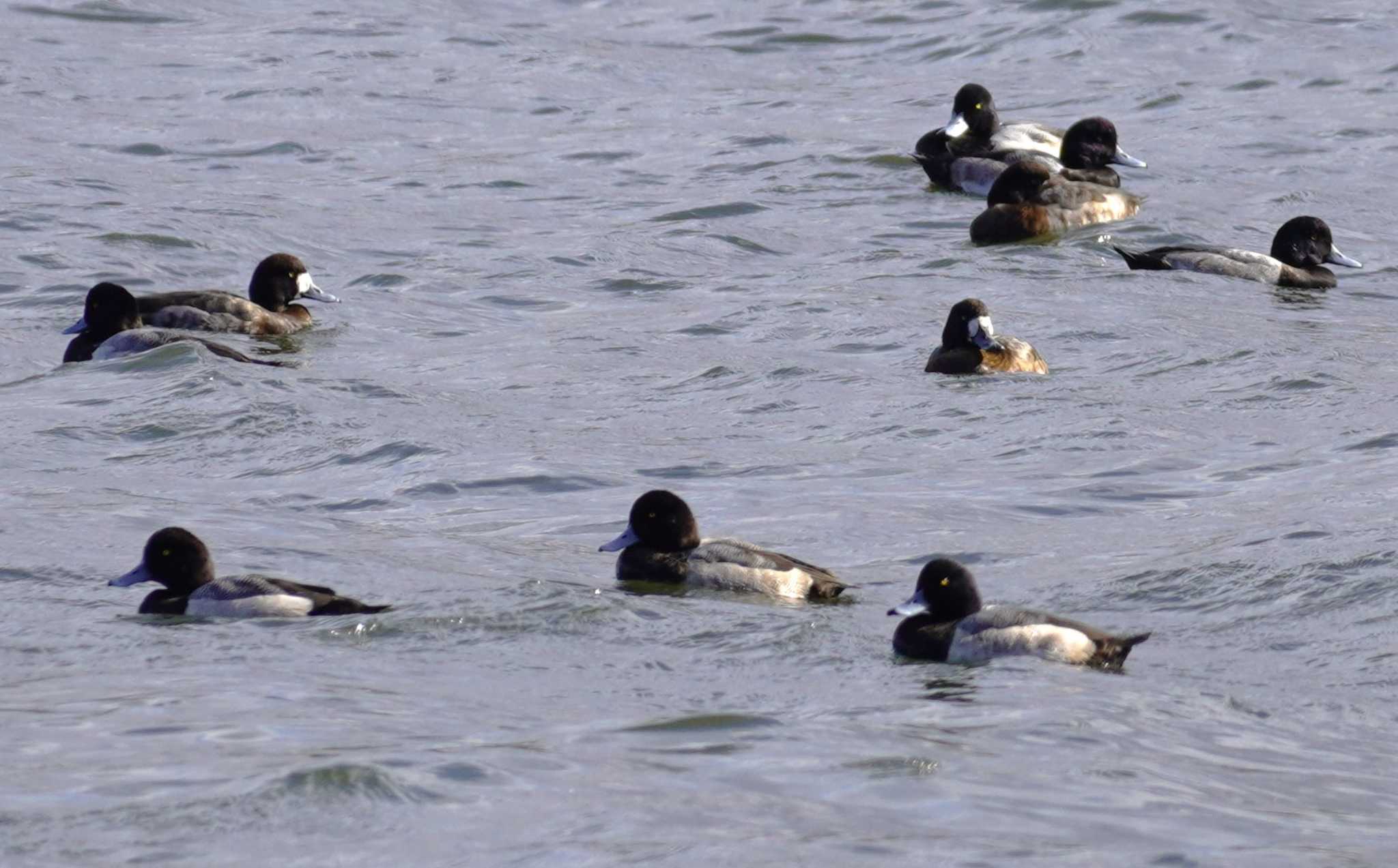 Greater Scaup