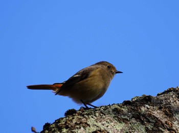 Daurian Redstart 湖山池(鳥取市) Sat, 11/25/2023